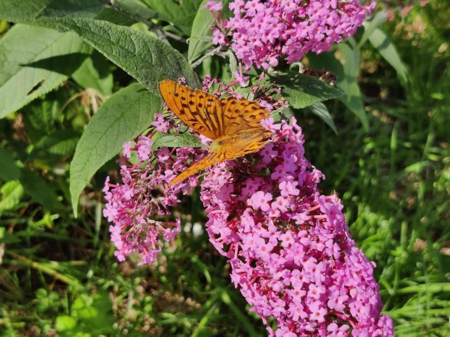 Le Puits Du Bonheur *